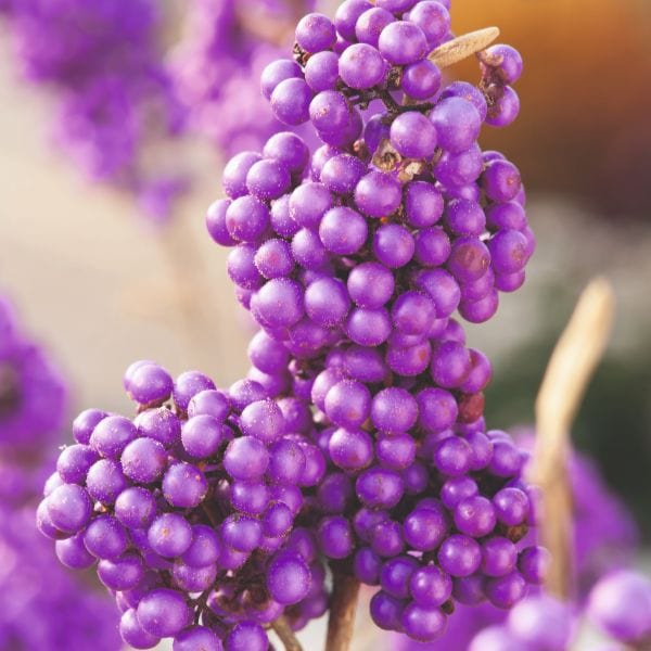 dt-brown FLOWER PLANTS Callicarpa Bodinieri Profusion Flower Plant