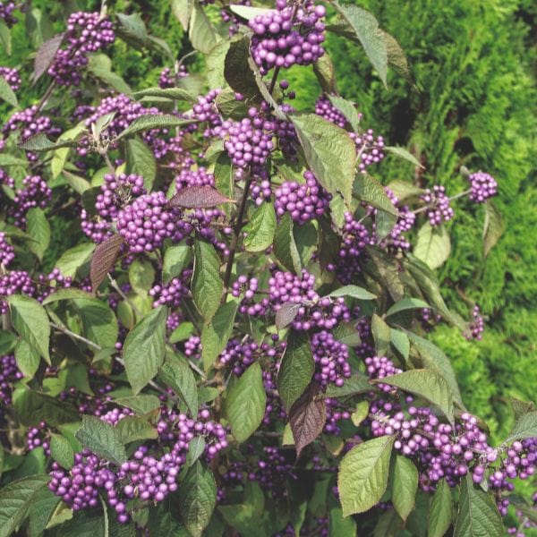 dt-brown FLOWER PLANTS Callicarpa Bodinieri Profusion Flower Plant
