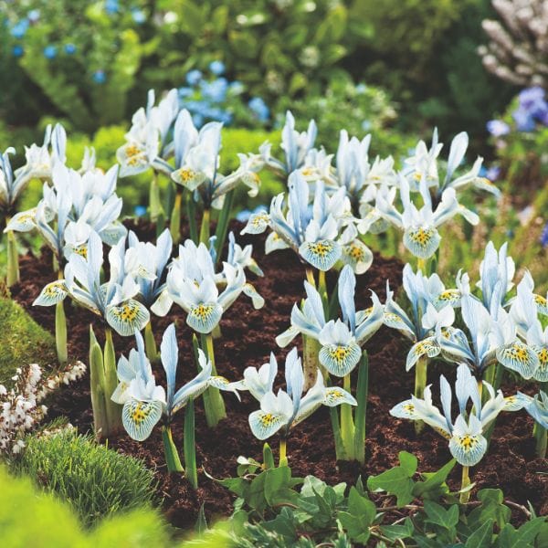 dt-brown FLOWER BULBS Iris Reticulata Katherine Hodgkin Flower Bulbs