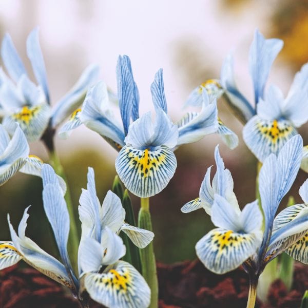 dt-brown FLOWER BULBS Iris Reticulata Katherine Hodgkin Flower Bulbs