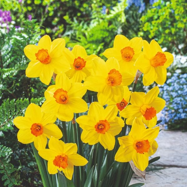 dt-brown FLOWER BULBS Narcissus Brackenhurst Flower Bulbs