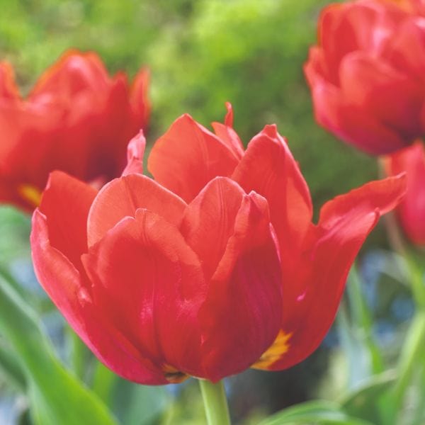 dt-brown FLOWER BULBS Tulip Abba Flower Bulbs