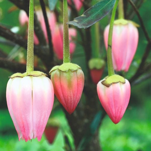 dt-brown FLOWER PLANTS Crinodendron Hookerianum Ada Hoffman Flower Plant