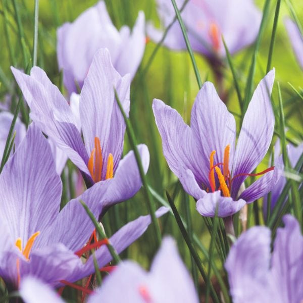 dt-brown FLOWER BULBS Crocus Sativus Saffron Spice Flower Bulbs
