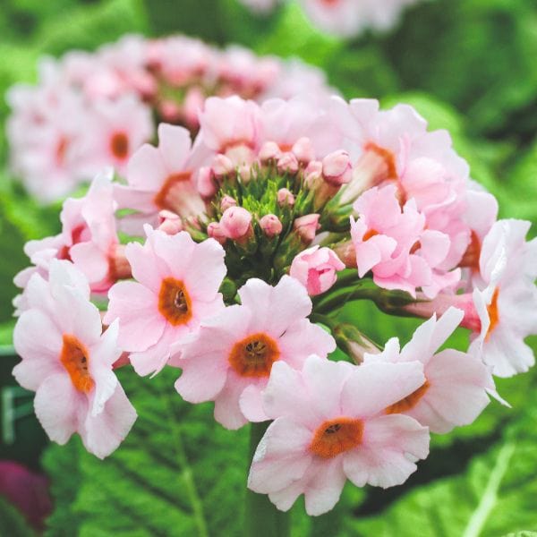 dt-brown FLOWER PLANTS Primula Japonica Appleblossom Flower Plant