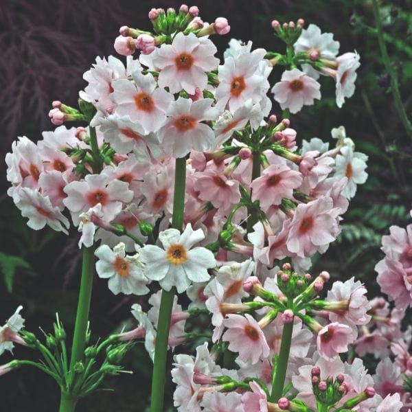 dt-brown FLOWER PLANTS Primula Japonica Appleblossom Flower Plant