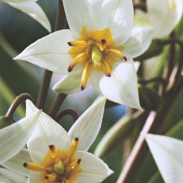 dt-brown FLOWER BULBS Tulip Turkestanica Flower Bulbs