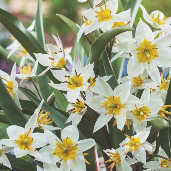 dt-brown FLOWER BULBS Tulip Turkestanica Flower Bulbs