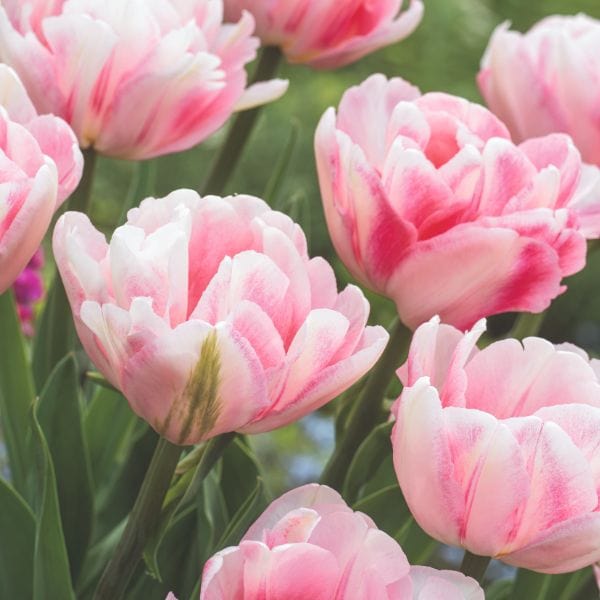 dt-brown FLOWER BULBS Tulip Foxtrot Flower Bulbs