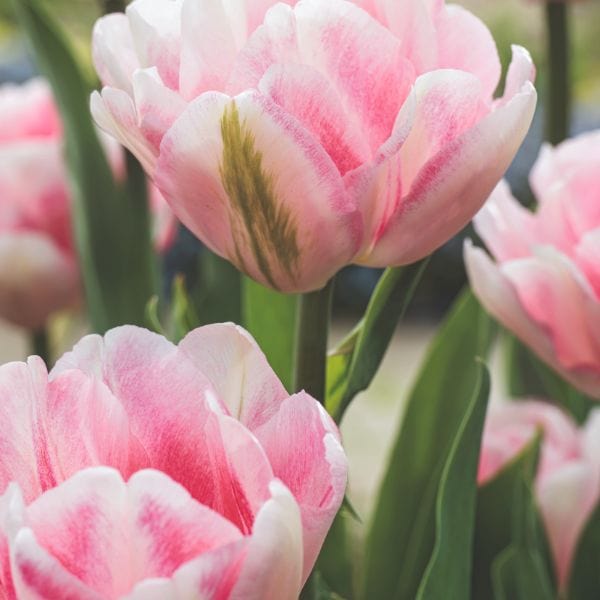 dt-brown FLOWER BULBS Tulip Foxtrot Flower Bulbs