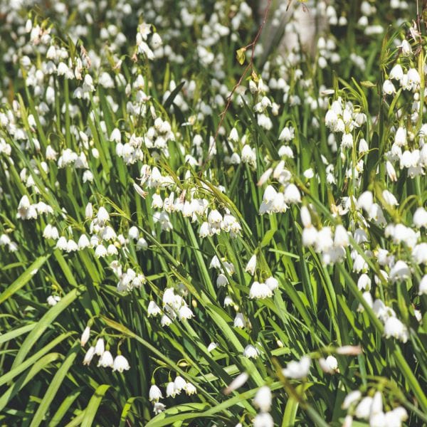 dt-brown FLOWER BULBS Leucojum Aestivum Gravetye Giant Flower Bulbs