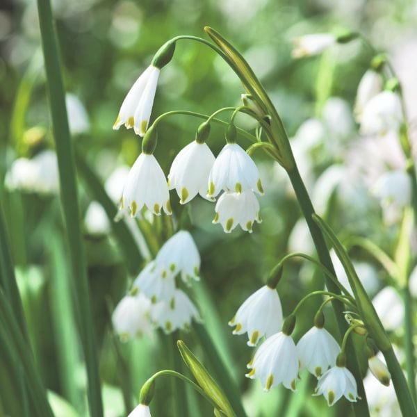 dt-brown FLOWER BULBS Leucojum Aestivum Gravetye Giant Flower Bulbs