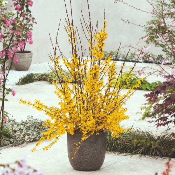 dt-brown FLOWER PLANTS Forsythia Intermedia Weekend Flower Plant