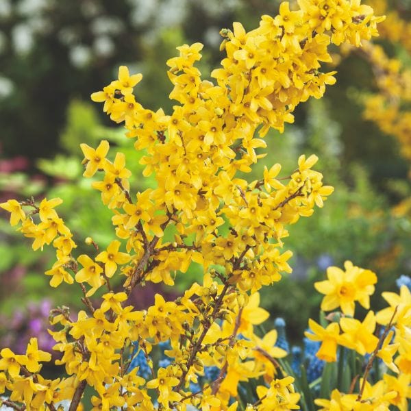 dt-brown FLOWER PLANTS Forsythia Intermedia Weekend Flower Plant