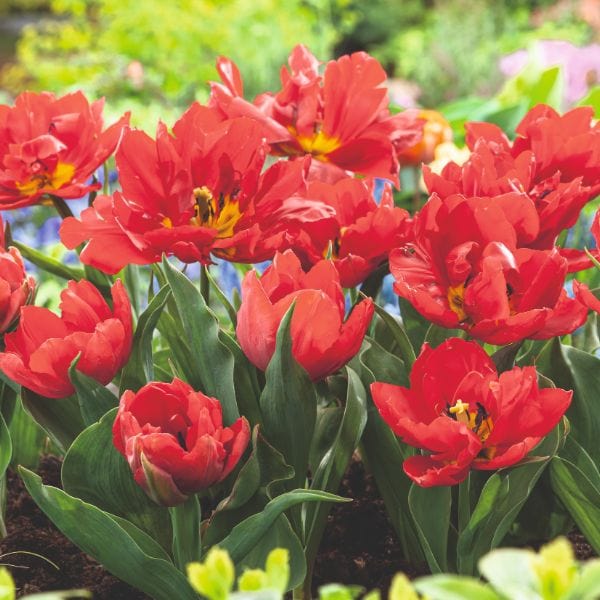 dt-brown FLOWER BULBS Tulip Abba Flower Bulbs