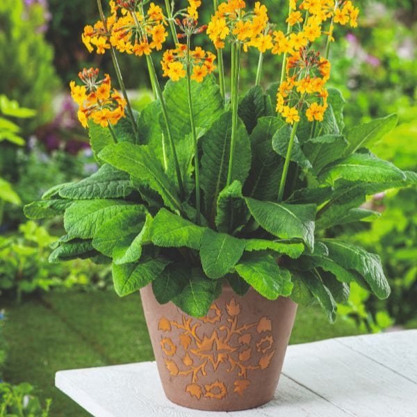 dt-brown FLOWER PLANTS Primula Bulleyana Flower Plant