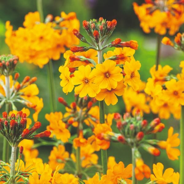 dt-brown FLOWER PLANTS Primula Bulleyana Flower Plant