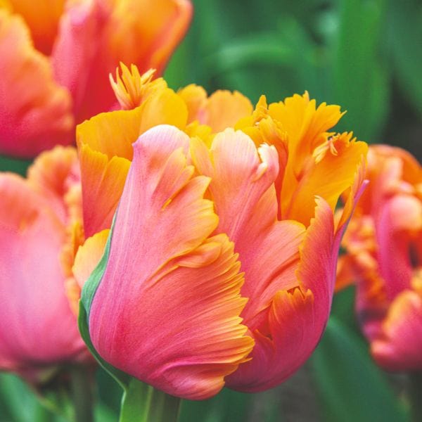 dt-brown FLOWER BULBS Tulip Amazing Parrot Flower Bulbs