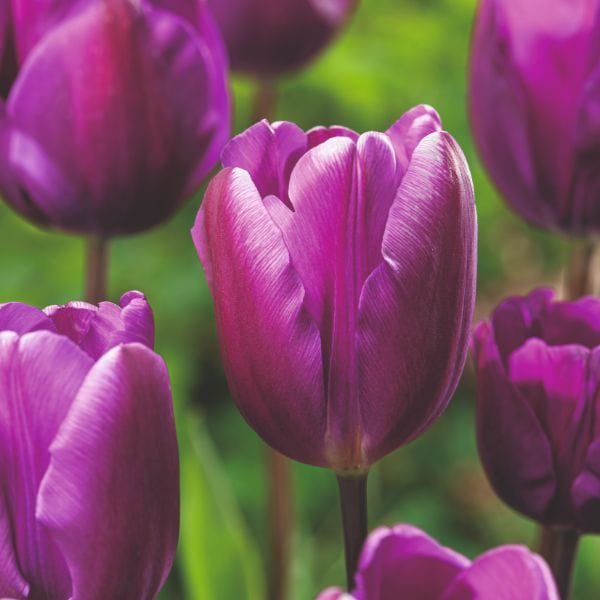 dt-brown FLOWER BULBS Tulip Negrita Flower Bulbs