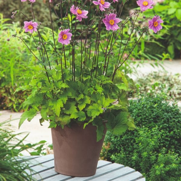 dt-brown FLOWER PLANTS Anemone x Hybrida Serenade Flower Plant