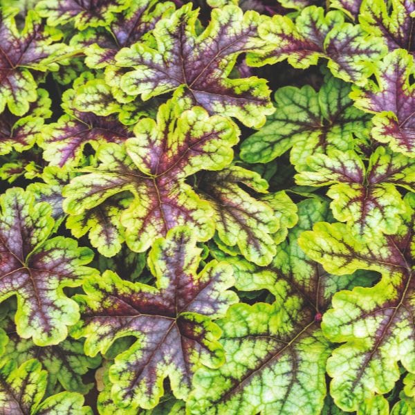 dt-brown FLOWER PLANTS Heucherella x Hybrida Alabama Sunrise Flower Plant