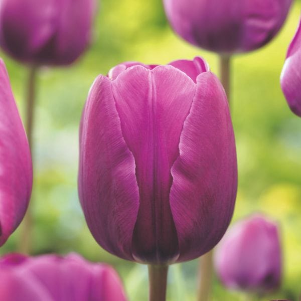 dt-brown FLOWER BULBS Tulip Negrita Flower Bulbs