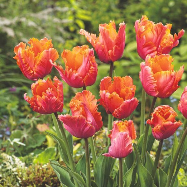 dt-brown FLOWER BULBS Tulip Amazing Parrot Flower Bulbs