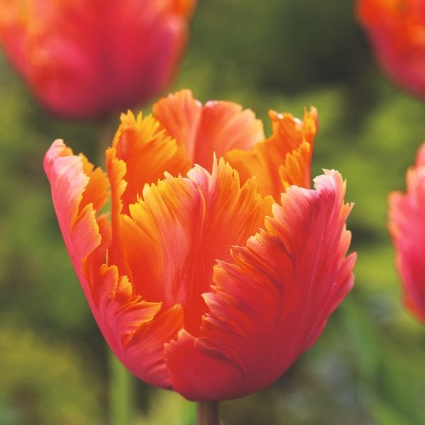 dt-brown FLOWER BULBS Tulip Amazing Parrot Flower Bulbs