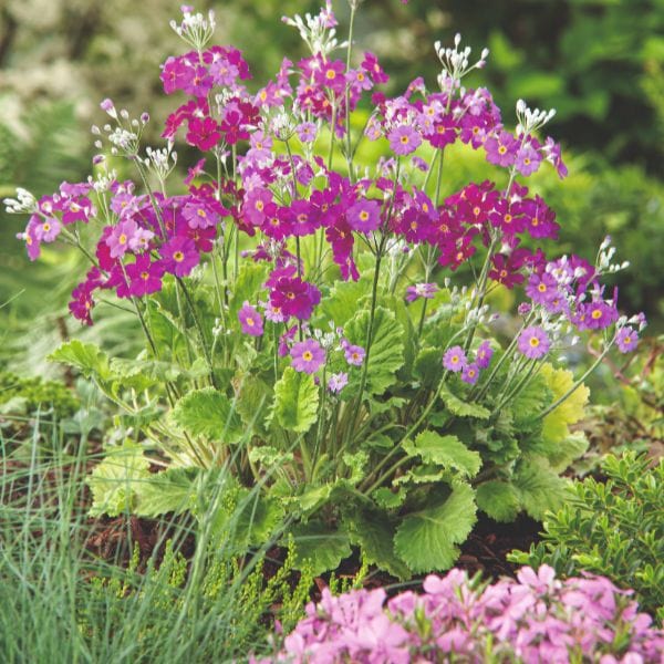 dt-brown FLOWER PLANTS Primula Japonica Miller's Crimson Flower Plant