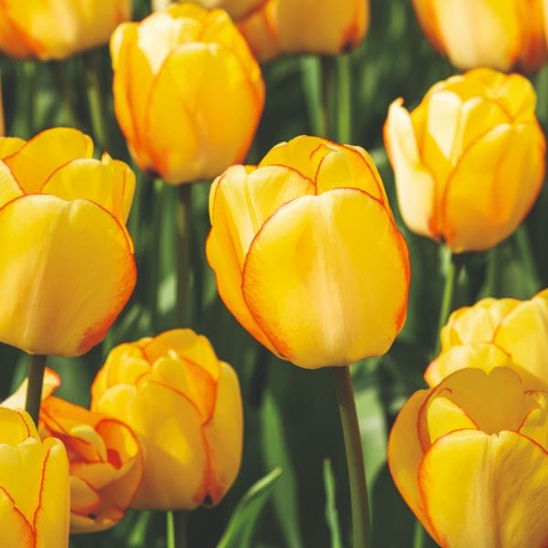 dt-brown FLOWER BULBS Tulip Beauty Of Spring Flower Bulbs