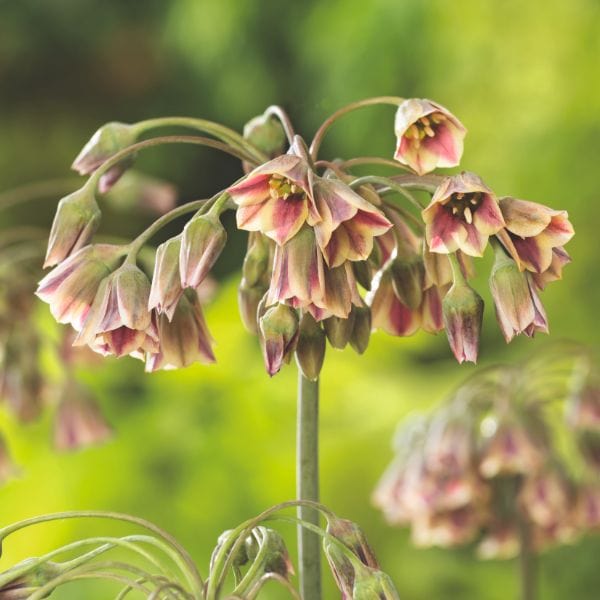 dt-brown FLOWER BULBS Allium Siculum Nectaroscordum Flower Bulbs