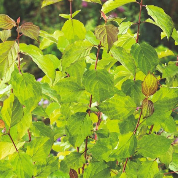 DT Brown FLOWER PLANTS Cornus Anny's Winter Orange Flower Plant