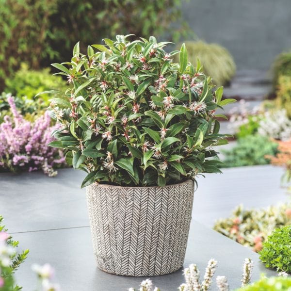 dt-brown FLOWER PLANTS Sarcococca Hookeriana Winter Gem Flower Plant