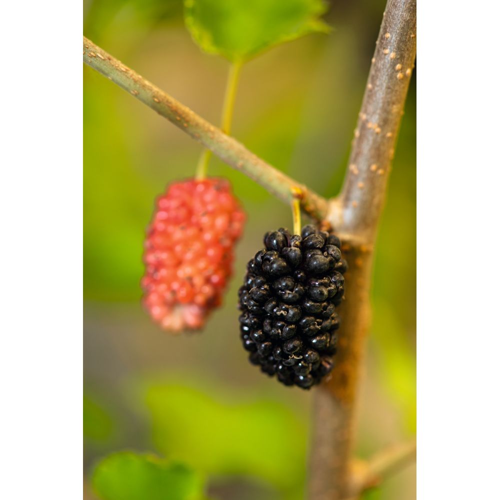 Mulberry Mojo Berry Fruit Plant