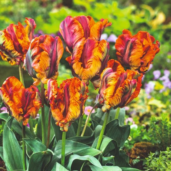 dt-brown FLOWER BULBS Tulip Rasta Parrot Flower Bulbs