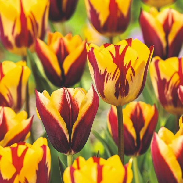 dt-brown FLOWER BULBS Tulip Gavota Flower Bulbs