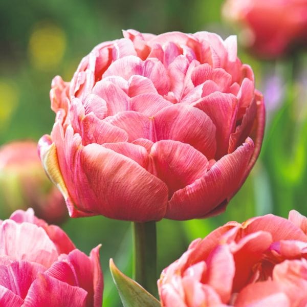 dt-brown FLOWER BULBS Tulip Copper Image Flower Bulbs