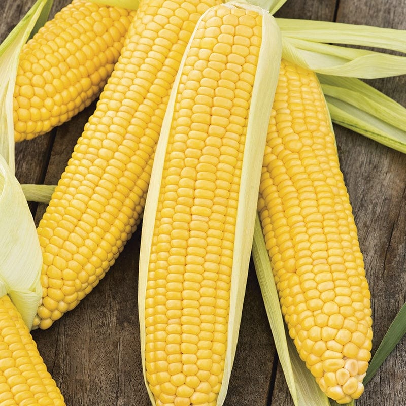 dt-brown VEGETABLE SEEDS Sweet Corn Incredible F1 Seeds