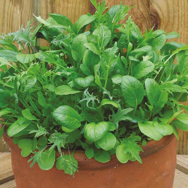 dt-brown VEGETABLE SEEDS Salad Leaves Mixed Mild Salad Leaves