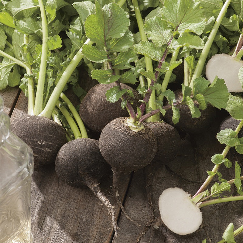 Radish Black Spanish Round Seeds