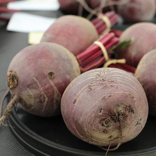 dt-brown VEGETABLE SEEDS Beetroot Pablo F1 AGM Seeds