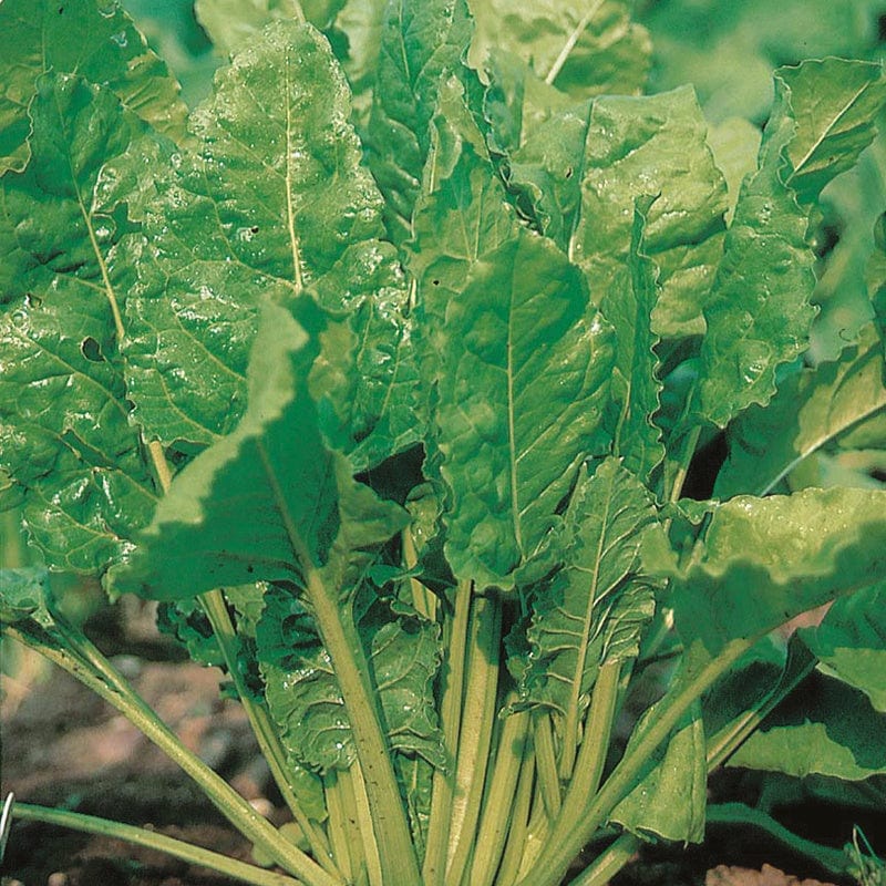 dt-brown VEGETABLE SEEDS Chard Perpetual Spinach Seeds