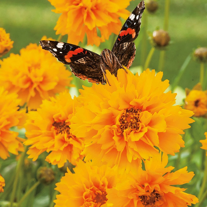 Coreopsis Early Sunrise Seeds