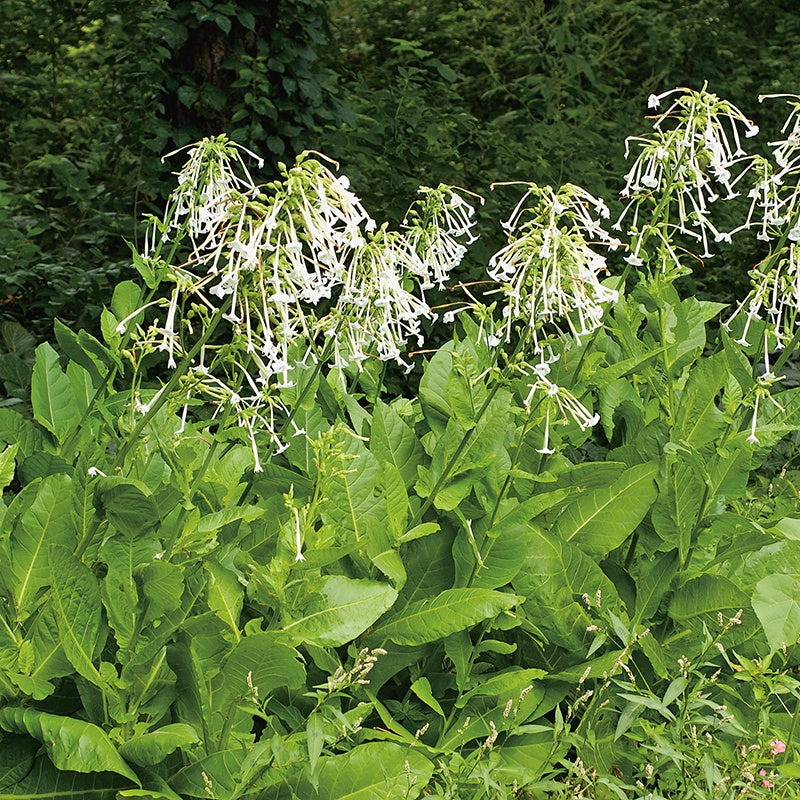 Nicotiana Sylvestris Seeds