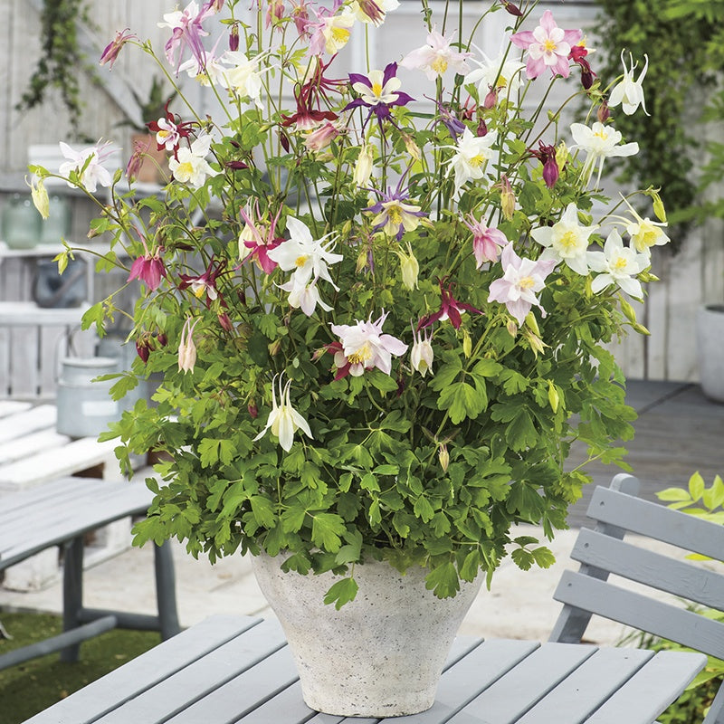 Aquilegia McKana Giant Hybrids Seeds
