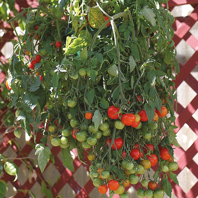 dt-brown VEGETABLE PLANTS 3 x 9cm Potted Plants (LATE) Tomato Tumbling Tom Red (Cherry) Veg Plants