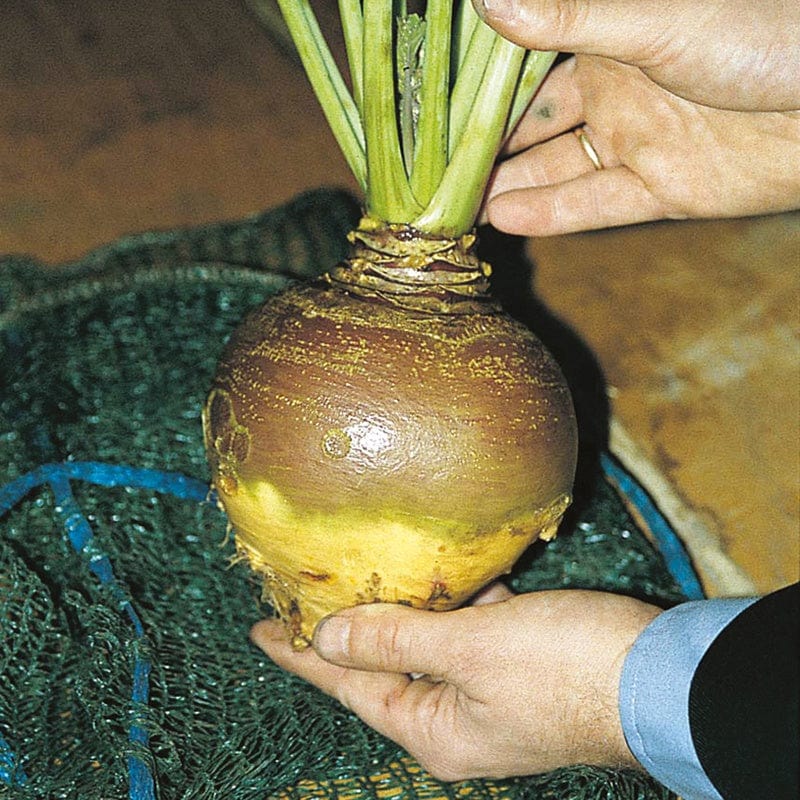 dt-brown VEGETABLE SEEDS Swede Invitation Seeds