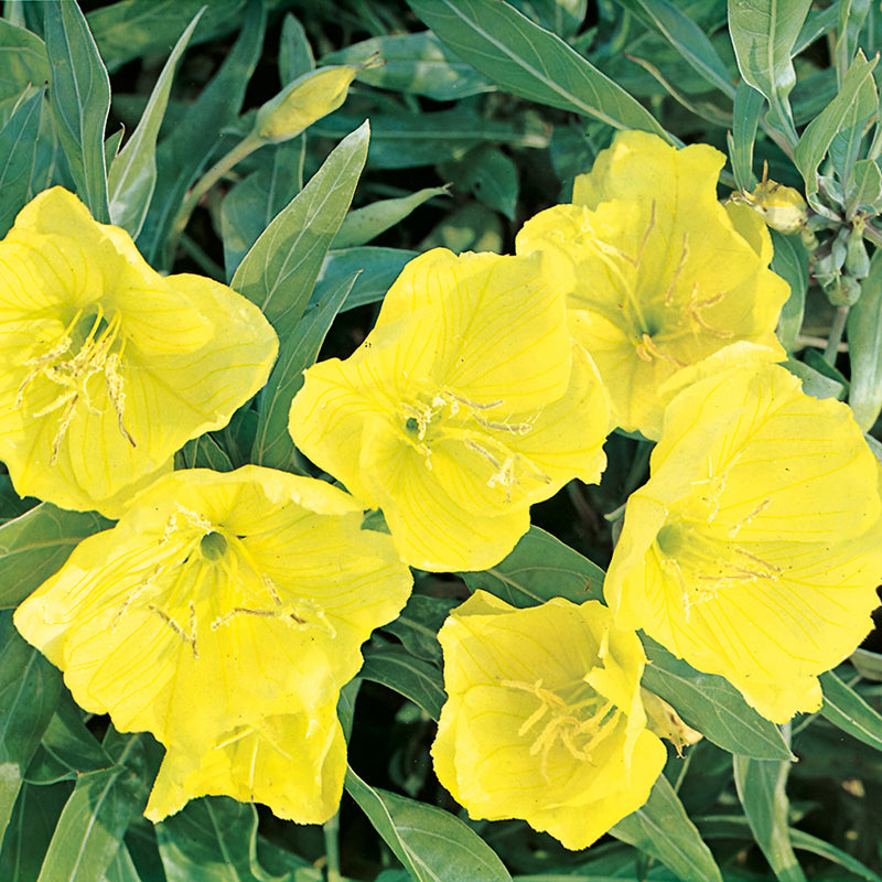Evening Primrose Seeds