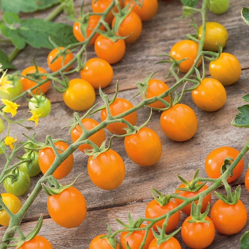 dt-brown VEGETABLE SEEDS Tomato Sungold F1 AGM Seeds