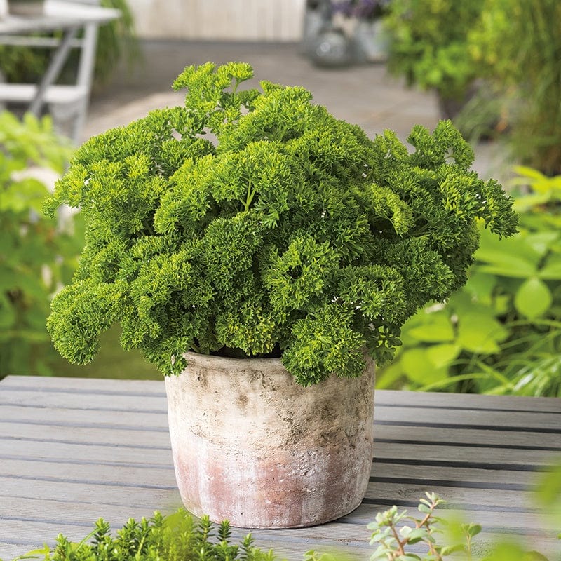 dt-brown VEGETABLE PLANTS 3 x 9cm Potted Plants (LATE) Curled Parsley Herb Plants